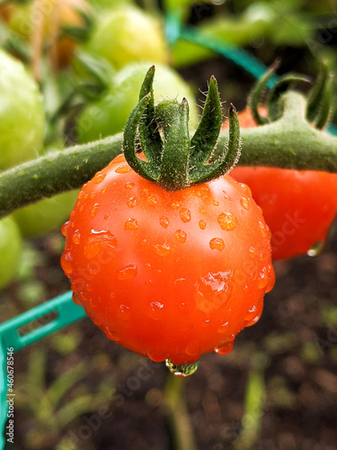 tomato in the garden