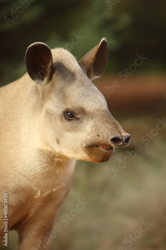 tapir portrait outdoors in summer © DondykRiga