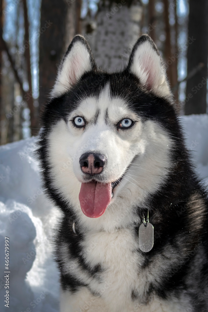 Adorable siberian husky dog breed in winter sunny forest