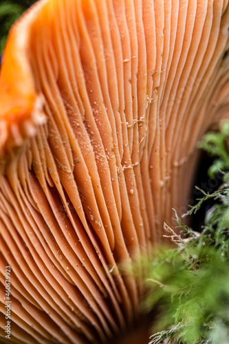 Lamellen des echten Reizkers (lactarius deliciosus)