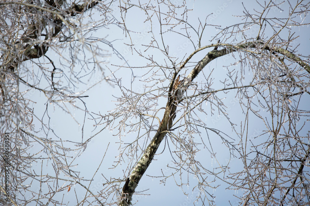 Ice Covering a Tree Ice Covering a Tree