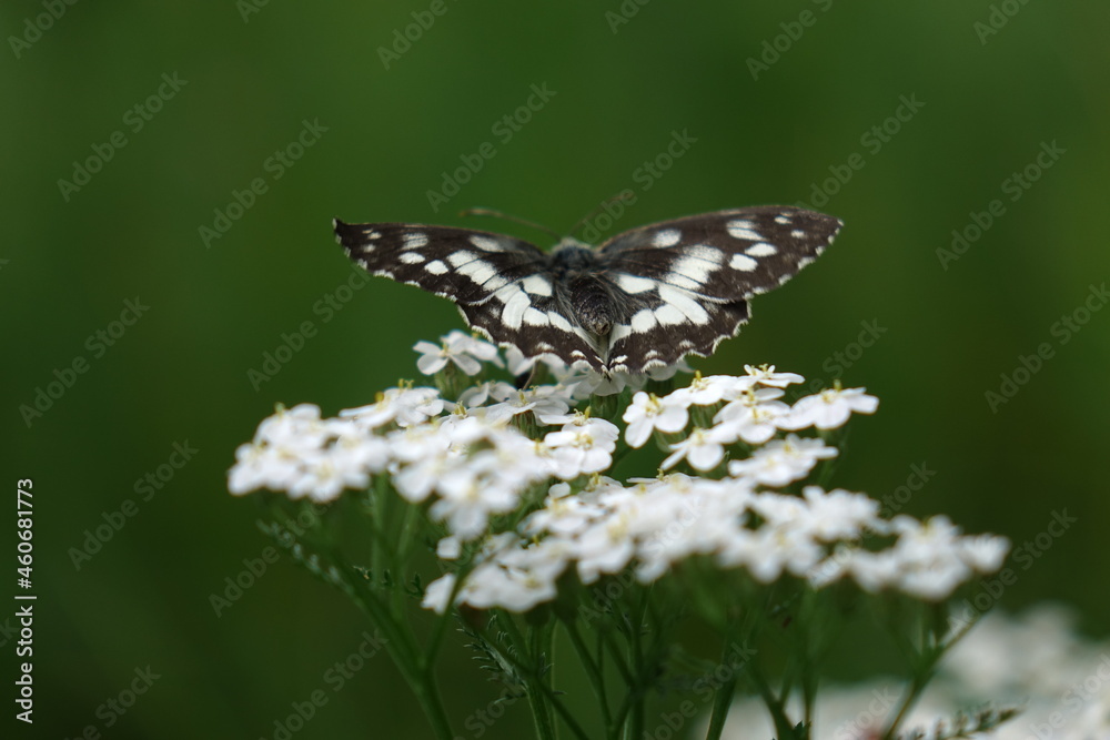 Fototapeta premium butterfly on a flower