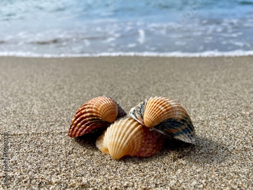 shell on the beach © Tobias
