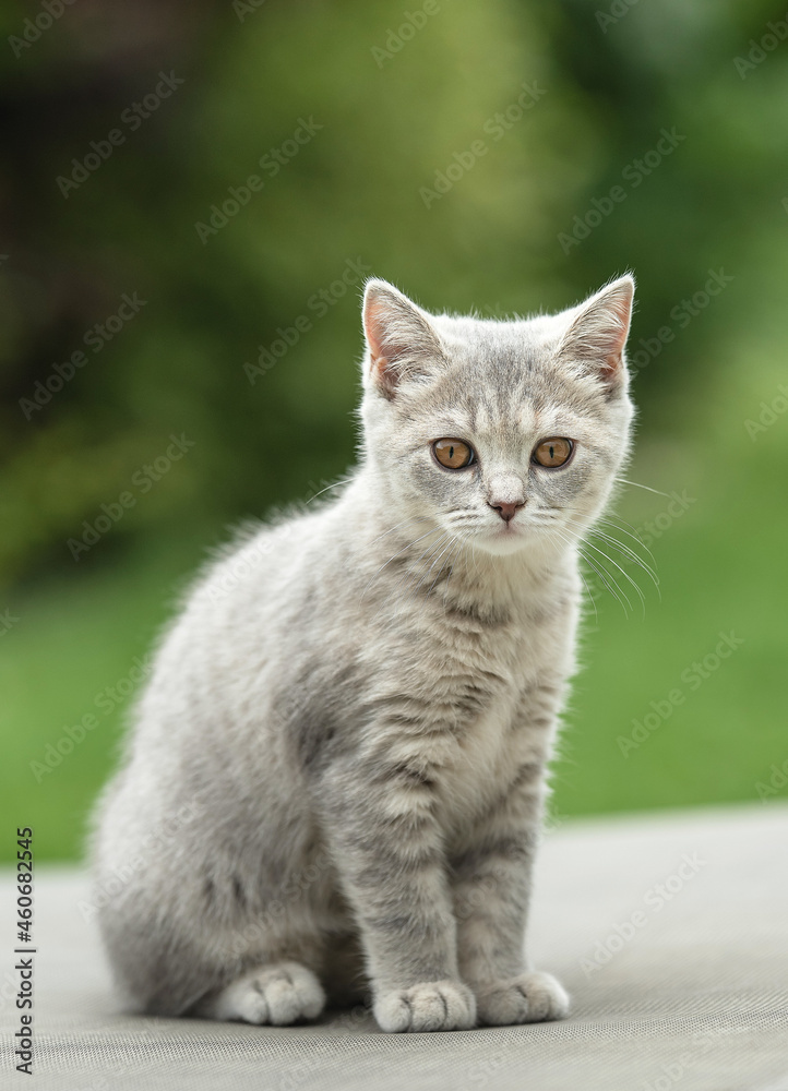 cat, animal, kitten, pet, feline, domestic, fur, pets, kitty, eyes, cute, mammal, nature, animals, eye, tabby, furry, hair, looking, ears, whiskers, cats, head, baby, shorthair, White cat, gray cat cat, animal, kitten, pet, feline, domestic, fur, pets, kitty, eyes, cute, mammal, nature, animals, eye, tabby, furry, hair, looking, ears, whiskers, cats, head, baby, shorthair, White cat, gray cat