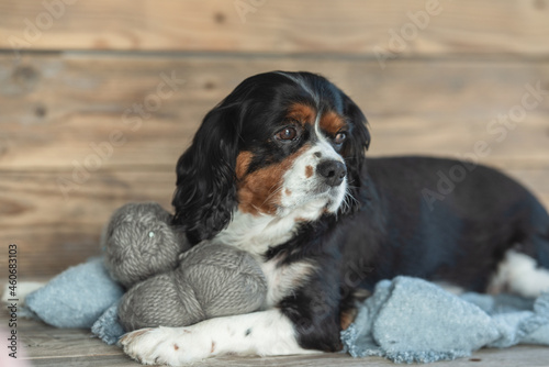 Billede på lærred dog , tri - colored dog , cavalier king  Carlies spaniel, cavalier king  Carlies
