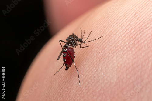 komar