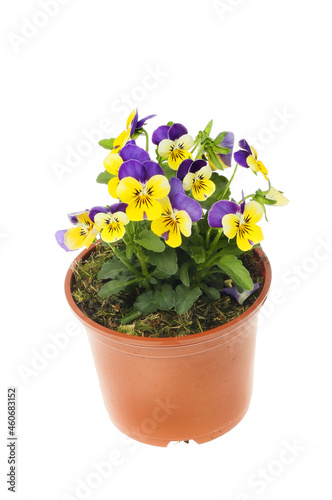 Pansies in a pot