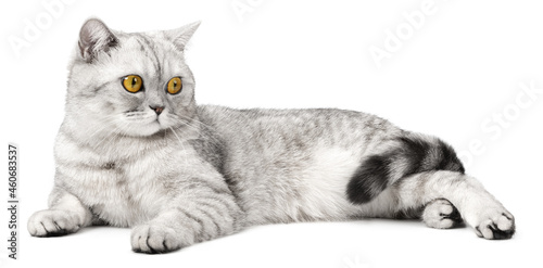 British cat lying isolated on white background.