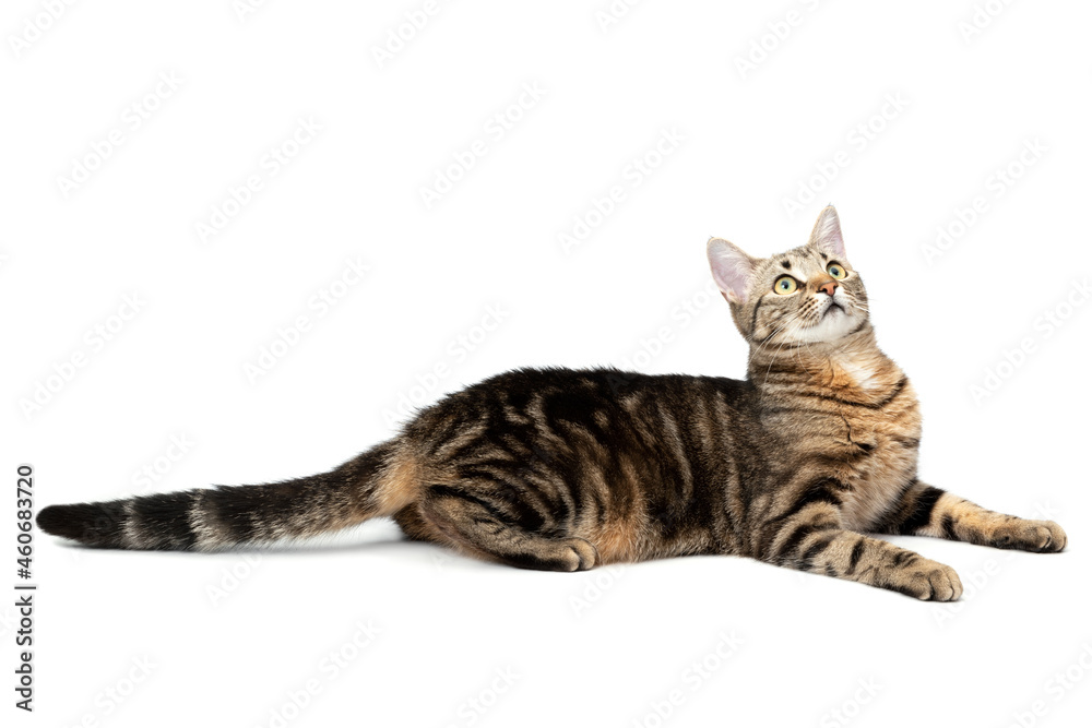 Lying cat tabby isolated on white background. Cat playful and mischievous hunts Lying cat tabby isolated on white background. Cat playful and mischievous hunts