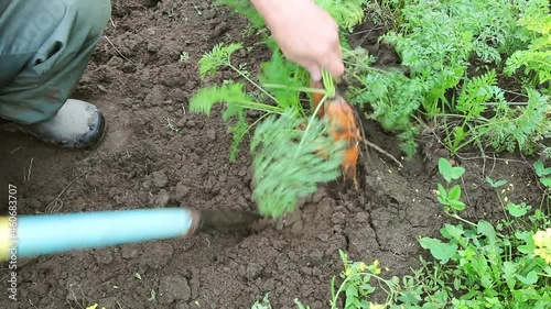 Carrot harvesting. Gardener digs out  in autumn this delicious root fruit