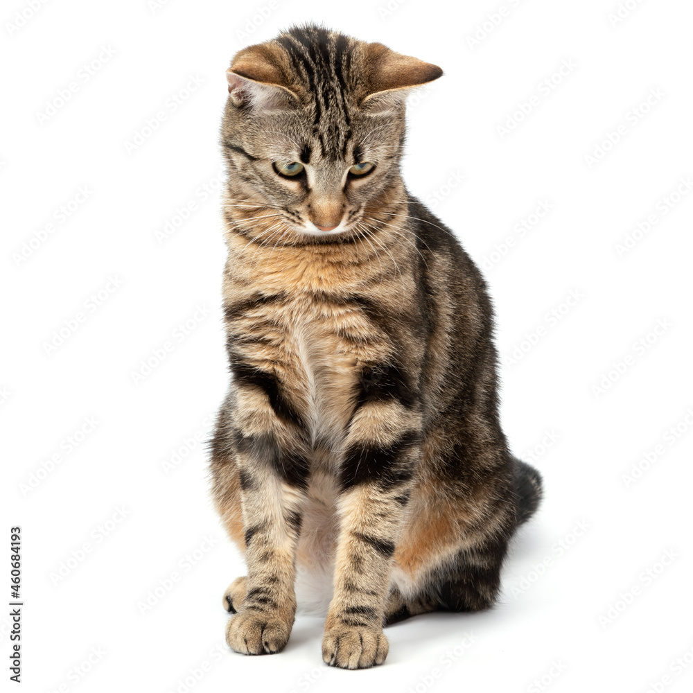 Playful cat sitting tabby and funny isolated on white background.