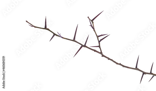 Acacia tree branch with thorns isolated on white background