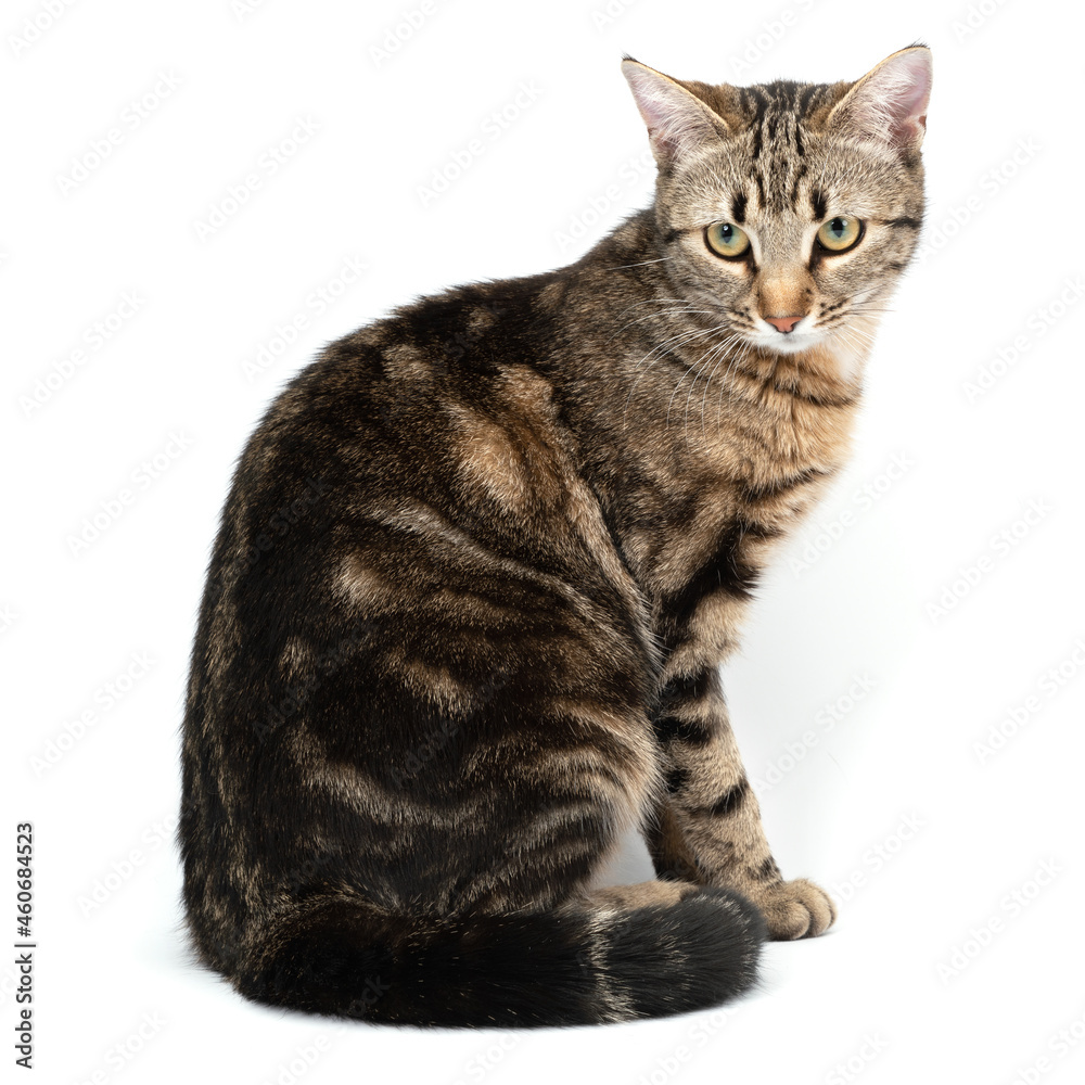 Fototapeta premium Cat tabby sitting isolated on white background.