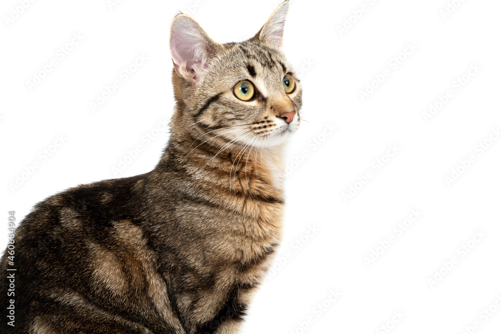 Portrait tabby cat isolated on white background. Closeup cat face