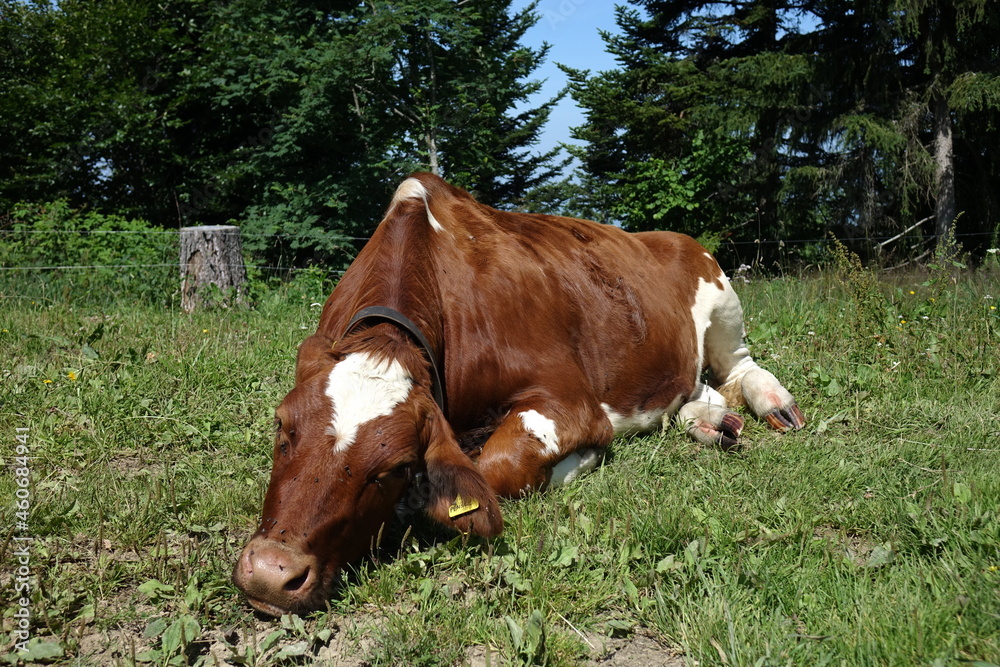 Cow lying on the grass