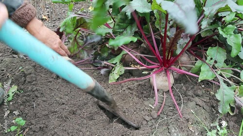 Red beet harvesting. Gardener digs out this useful root fruit