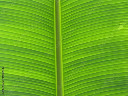 banana leaf