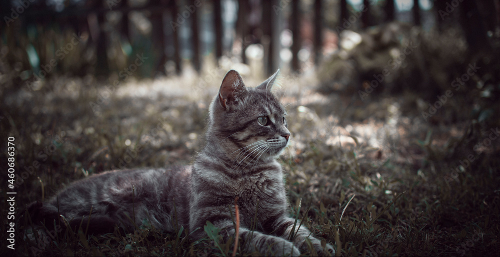 Obraz premium A cat lying in the grass in the garden