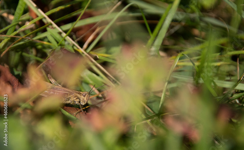 Closeup portrait of a grasshopper © Cristina