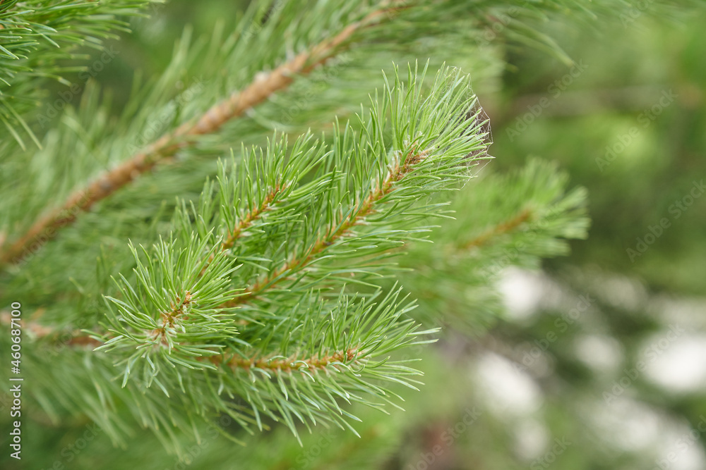 Spruce branch close-up. Surface focus. Fluffy spruce branch close-up. The concept of Christmas wallpaper. A place to copy. High quality photo Spruce branch close-up. Surface focus. Fluffy spruce branch close-up. The concept of Christmas wallpaper. A place to copy. High quality photo
