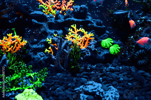 Fototapeta Naklejka Na Ścianę i Meble -  Decorative and colored corals from tropical seas in an aquarium.
