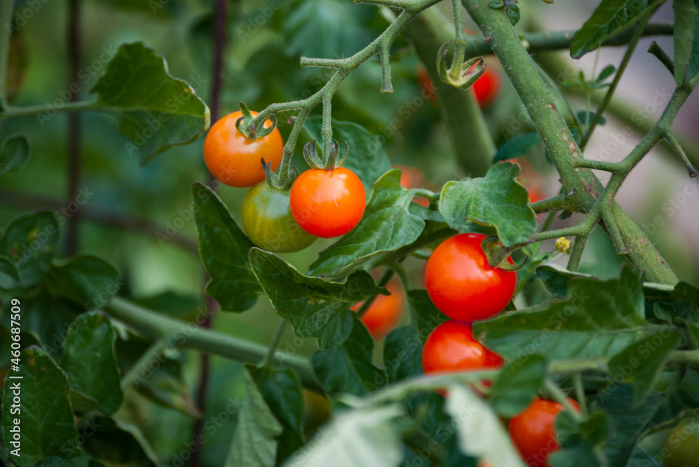 Tomato Plant in the Garden