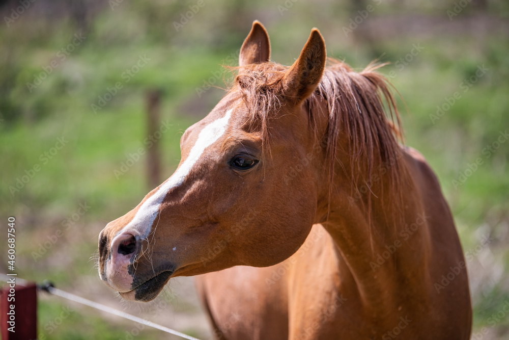 Naklejka premium brown horse portrait