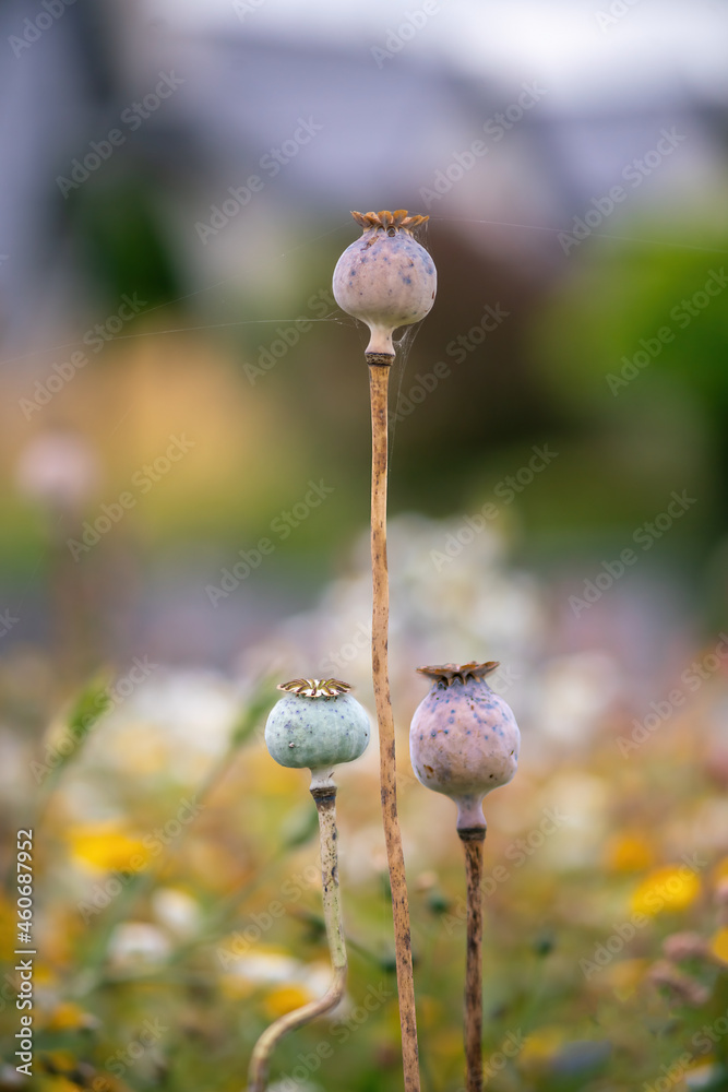 Poppy seeds boxes in autumn Poppy seeds boxes in autumn