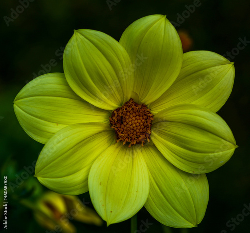 Dahlia