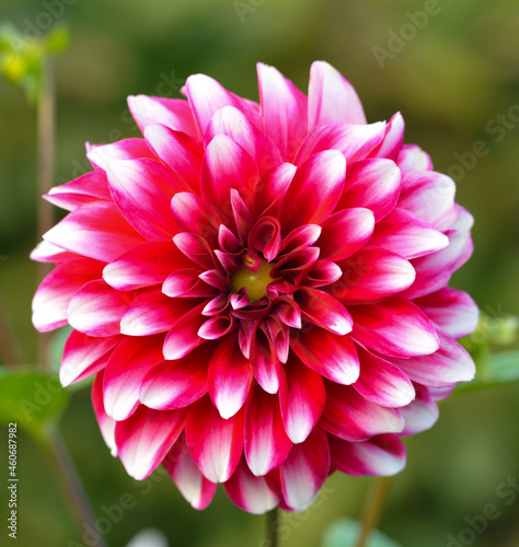 Dahlia