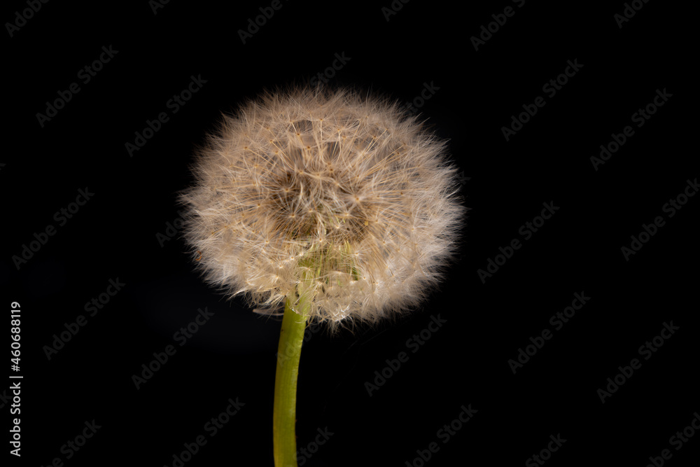 Old dandelion flower bloom with black backgound