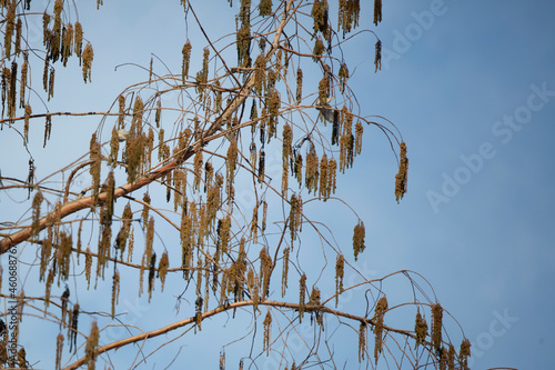Pine Siskins Foraging photo