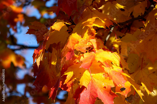 autumn maple leaves on a branch with blue october sky background