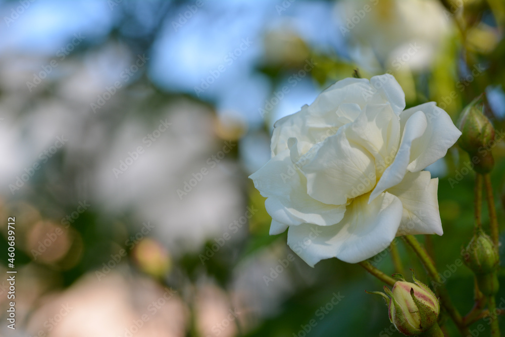 Beautiful close-up of a white rose