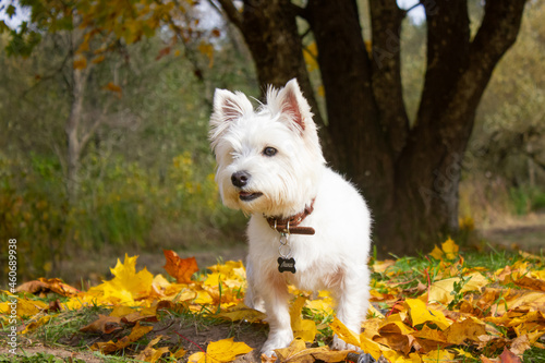 West highland white terrier puppy stands in yellow fallen leaves © Юлия Ненадовец