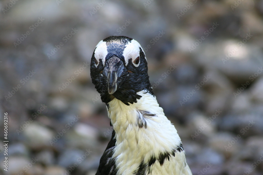 Fototapeta premium Manchot