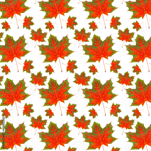 Pattern red maple leaf autumn isolation white background.