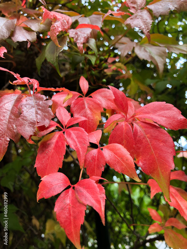 SCHAAN, LIECHTENSTEIN, SEPTEMBER 27, 2021 Wild wine (Parhenocissus Quinquefolia) with colorful leafs photo