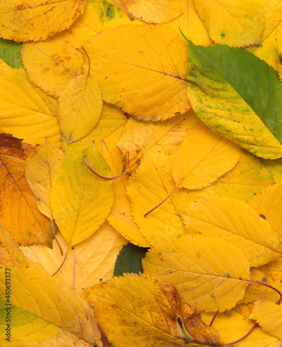 Yellow and green autumn fall leaves leaf background. Colorful background image of fallen autumn leaves perfect for seasonal use. Space for text. Top view, top lay, layout, context, copy space.