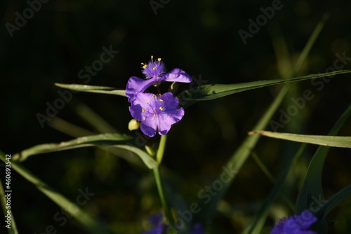 Spiderwort flowers. Commelinaceae perennial plants. It blooms in the morning and deflate in the afternoon. photo