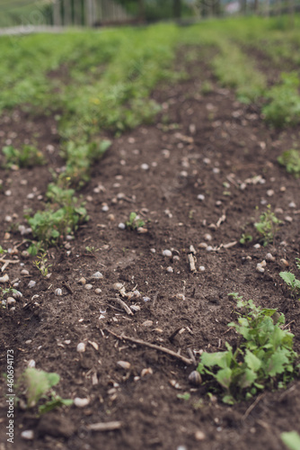 Snail farm. PERKO (Brassica napus), rapeseed beds. Vertical oriented.