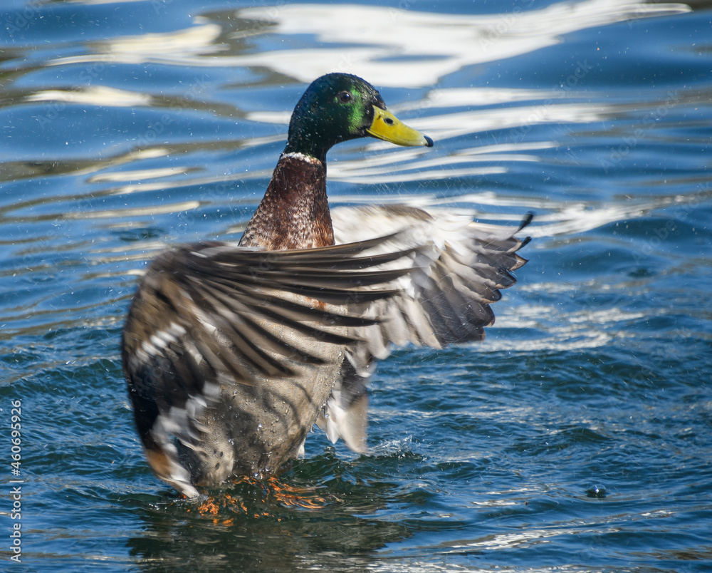 Fototapeta premium A Mallard washing