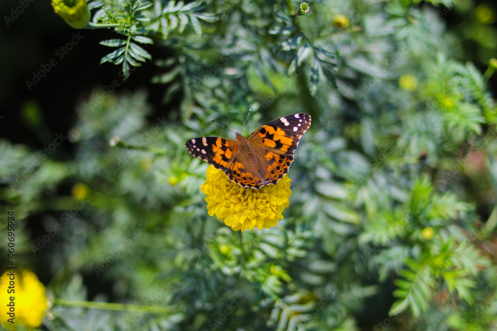 Beautiful orange butterfly perch on yellow marigold flowers in the backyard Beautiful orange butterfly perch on yellow marigold flowers in the backyard
