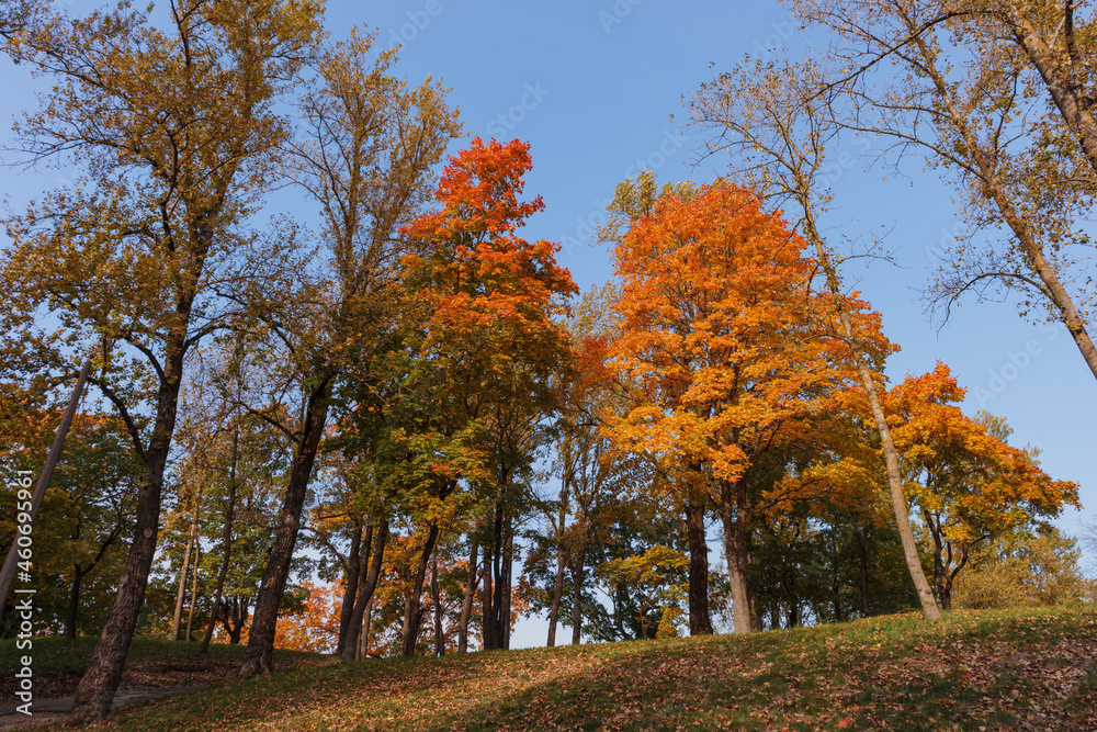 View of the trees in autumn, golden orange leaves on the trees and blue sky