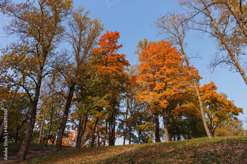 View of the trees in autumn, golden orange leaves on the trees and blue sky