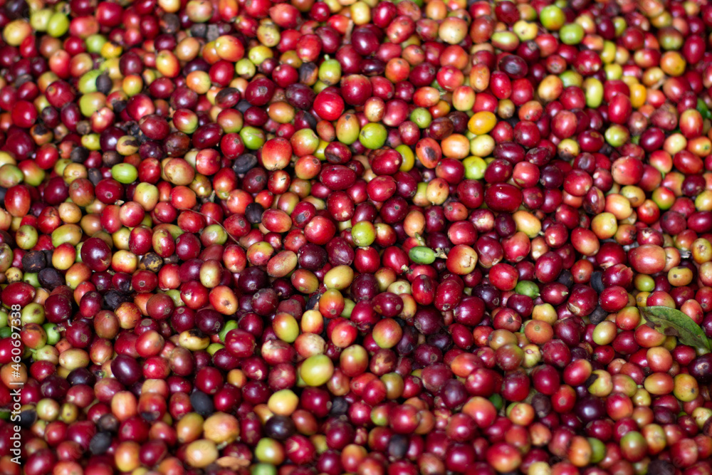 Background and texture of ripe coffee beans. Bright red coffee. Coffee of different colors. Background and texture of ripe coffee beans. Bright red coffee. Coffee of different colors.