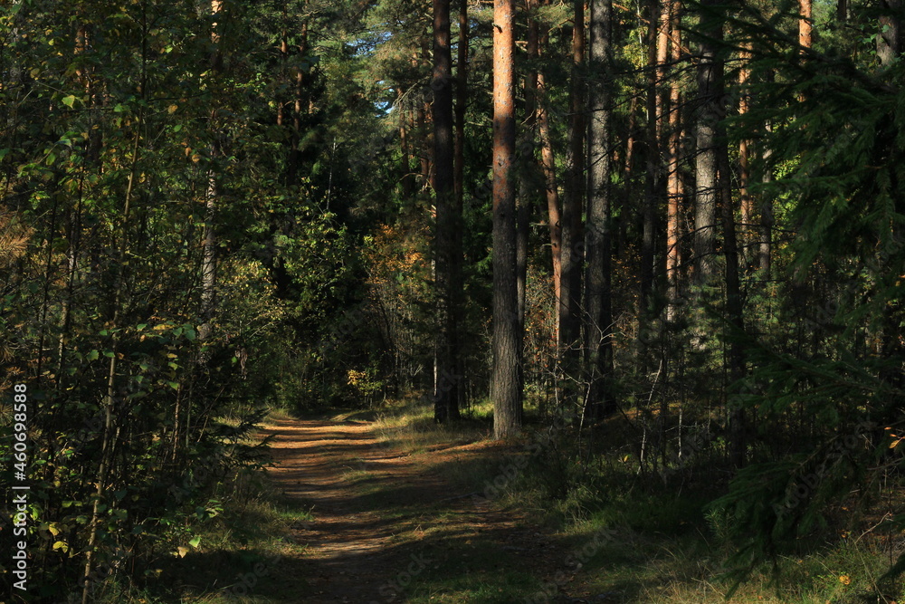 Obraz premium Trees with yellow leaves in autumn near the path