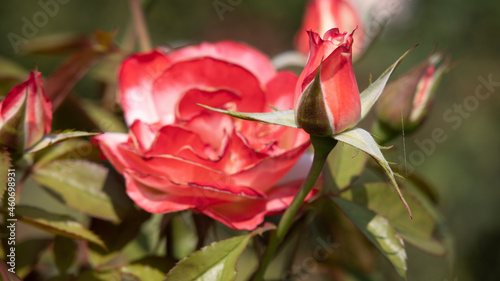 Flower Closeups of Beautiful Roses of Several Colors from multiple Species 