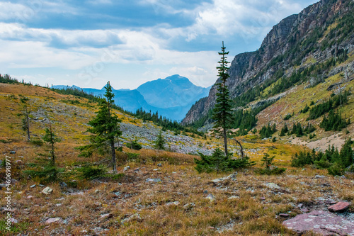 Pine trees on an alpine meadow in the rocky mountains