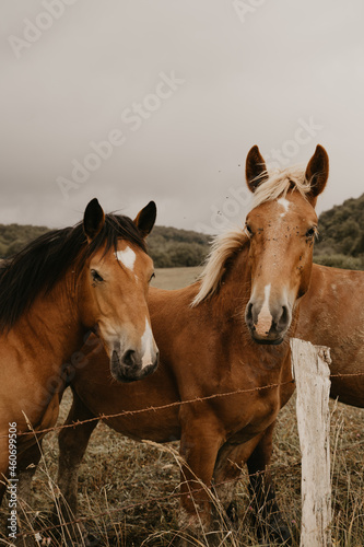 Horses in the mountains in the middle of nature